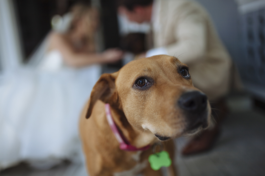 dogs at the wedding, key west photography, key west wedding, florida keys weddings, weddings by romi, bride and groom picture,