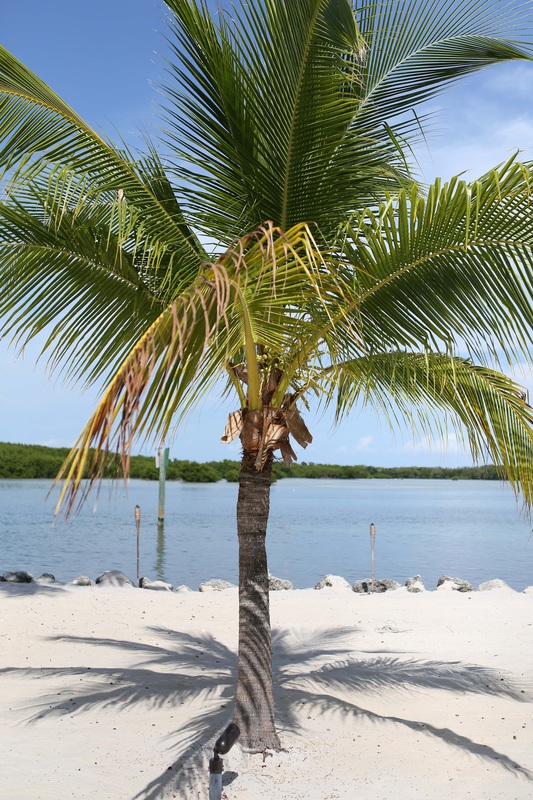 palm tree, beach wedding, tropical wedding, key west wedding photography, 