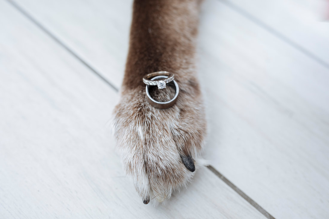 Wedding ring picture, Dog's paw, Dog and wedding ring picture