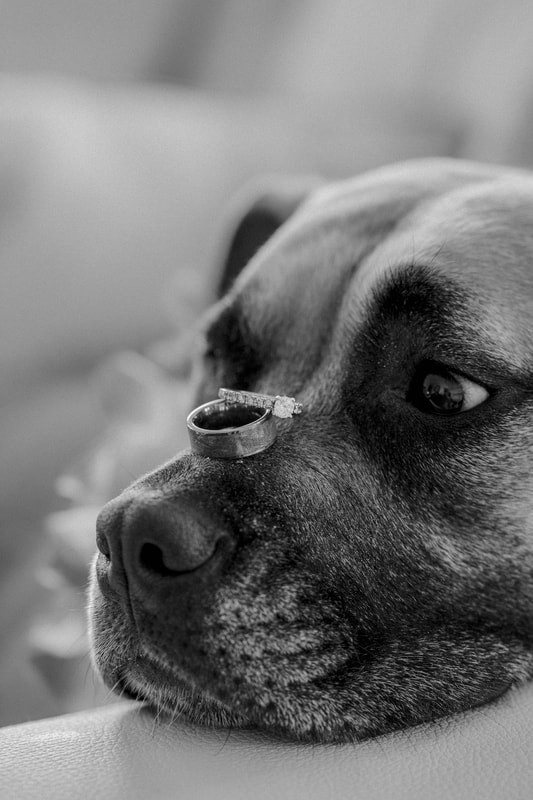 Wedding ring picture, dogs at the wedding, dog and wedding ring, key west wedding photographer, weddings by romi, 