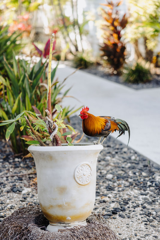 Key West wedding photographers Picture