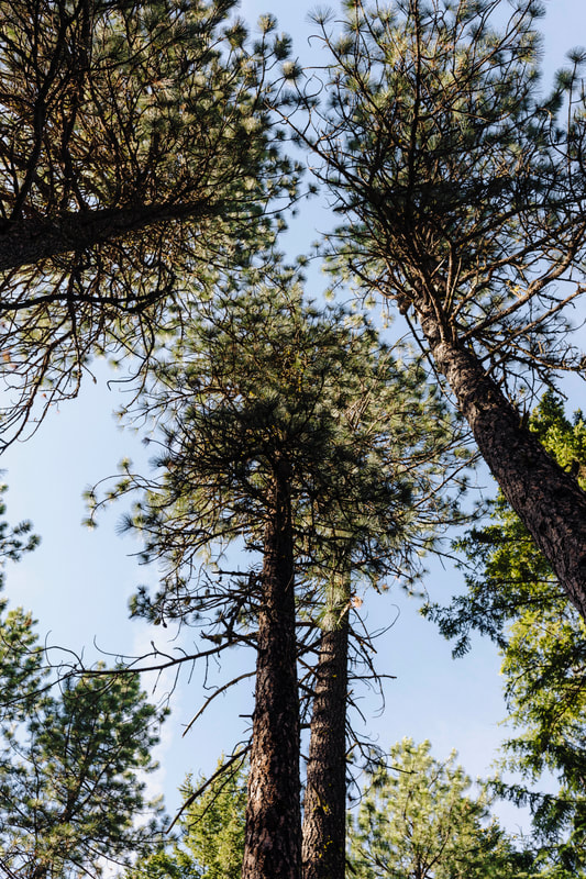 Oregon wedding photographer picture