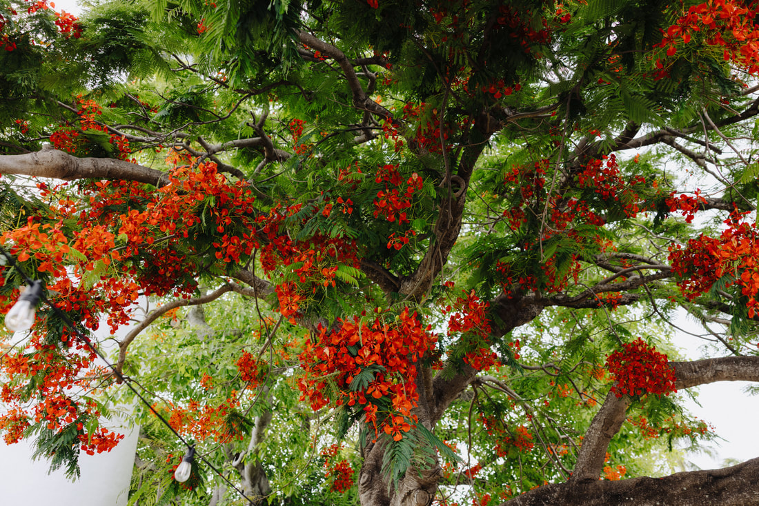 Poincianas in Key West Picture